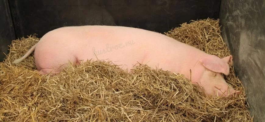Крупная белая свинья – порода №1 в России