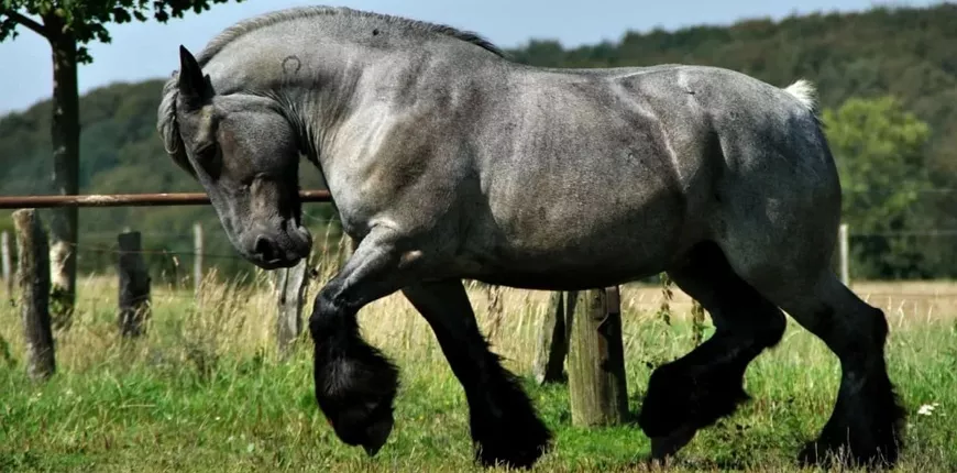 Брабансон лошадь