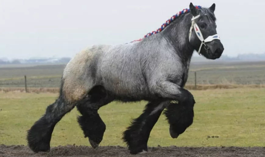 Брабансон – бельгийская лошадь