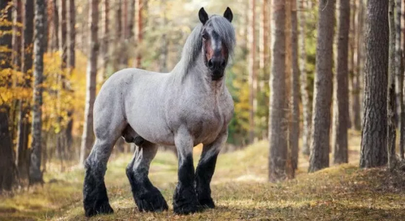 Брабансон – бельгийская рабочая лошадка