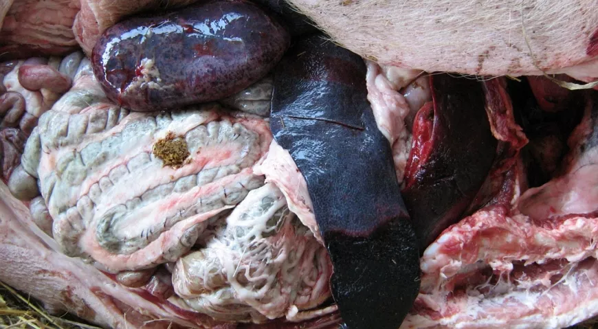 Африканская чума – опасная болезнь свиней