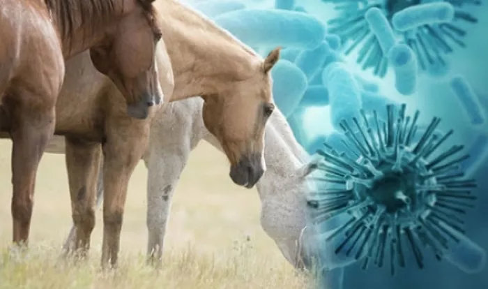 Африканская чума – течение болезни у лошадей