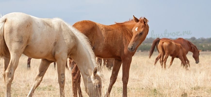 Дончак лошадь фото