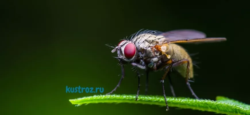 Дрозофила муха