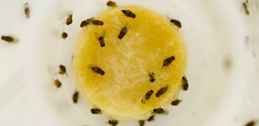 Дрозофилы – фруктовые мухи на кухне