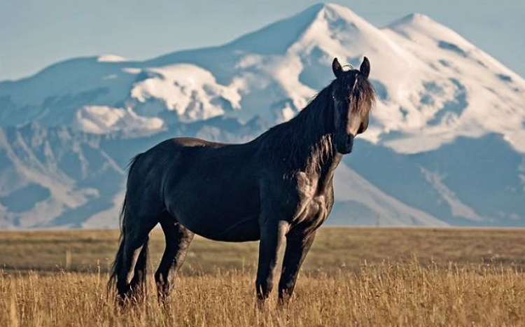 Кабардинская лошадь фото