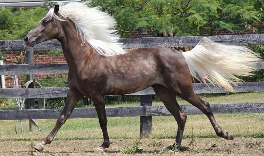 Самые знаменитые породы лошадей в мире!