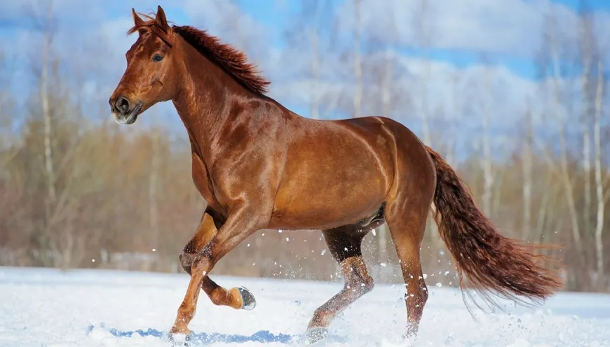 Самые знаменитые породы лошадей в мире!