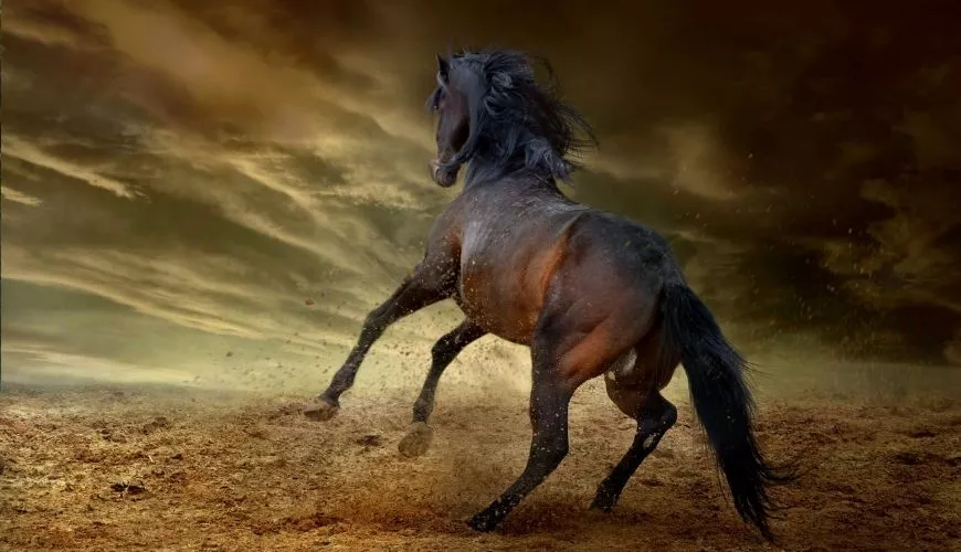Дикая лошадь Мустанг