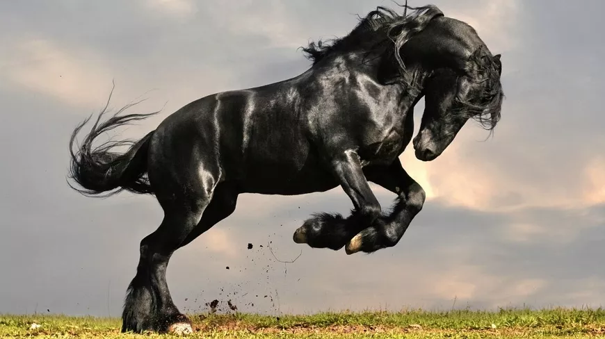 Мустанг – дикая лошадь индейских прерий