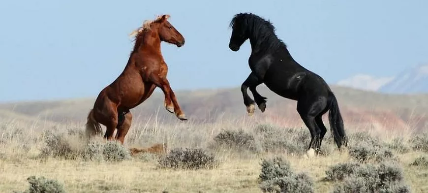 Мустанги – американские дикие лошади