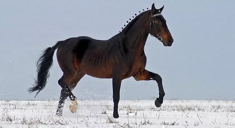 Орловский рысак – русская гордость коневодства