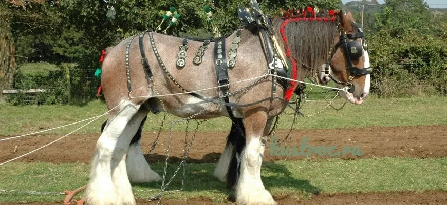 Шайрская лошадь – нежный тяжеловоз