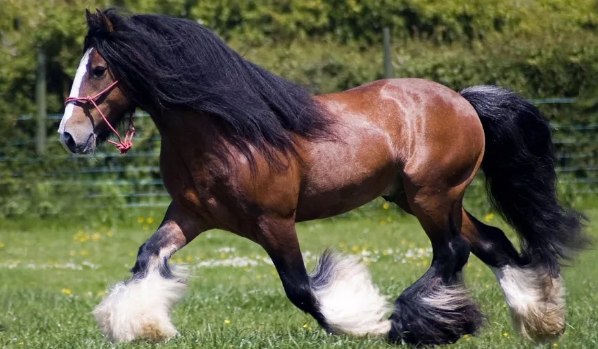 Лошадь Тинкер – ирладский коб