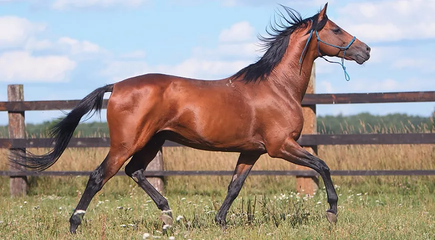 Трекененская лошадь – характеристики