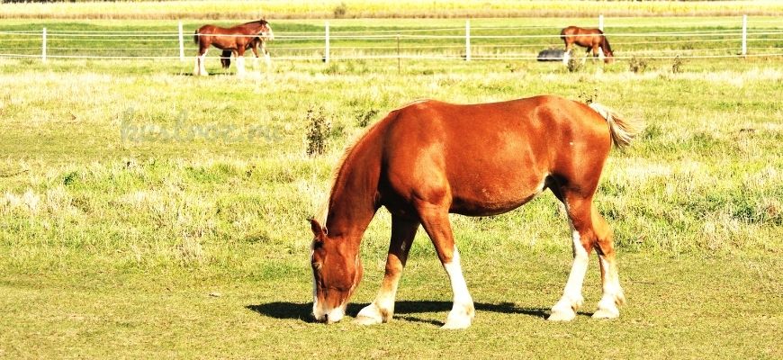 Трекененская лошадь – порода короля Пруссии