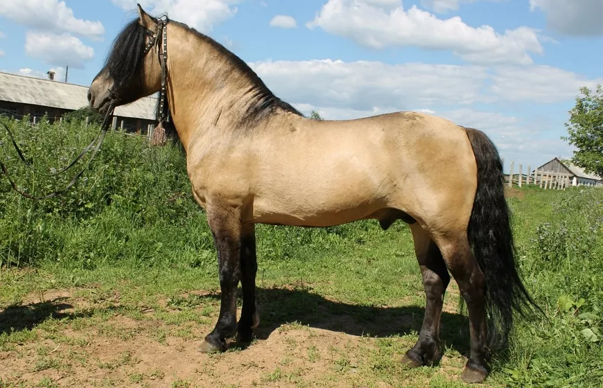 Вятка – старинная русская порода лошадей
