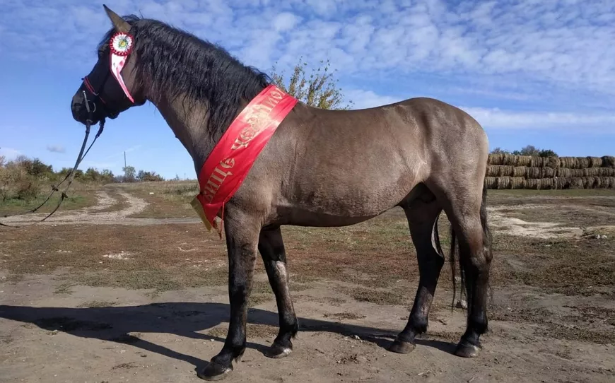 Вятка – старинная русская порода лошадей