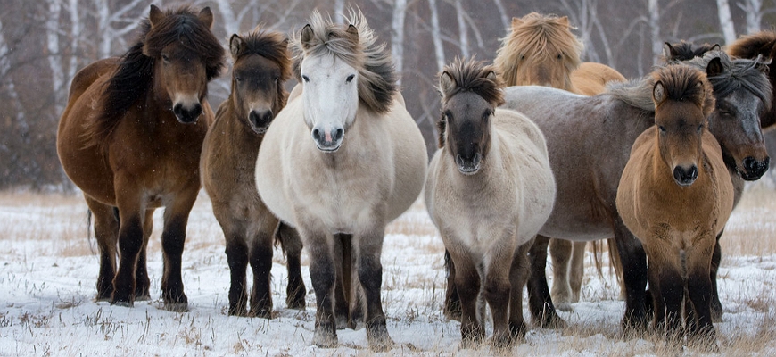 Якутские лошади 