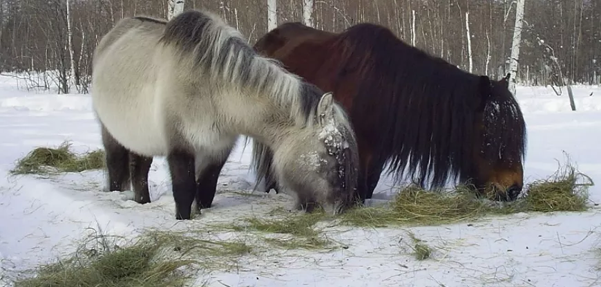 Якутская лошадь – невероятно выносливая порода