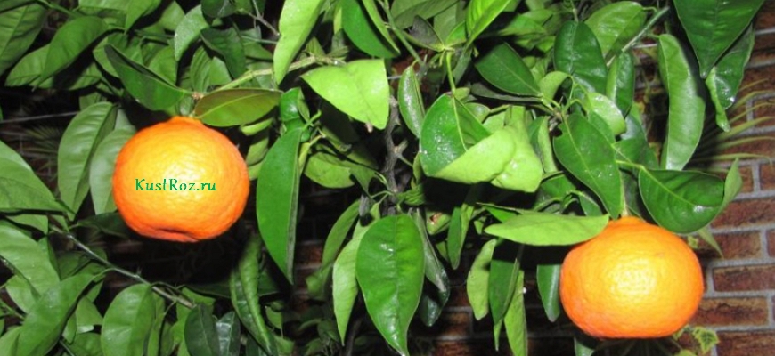 Минеола фрукт: что это такое и как его содержать в домашних условиях