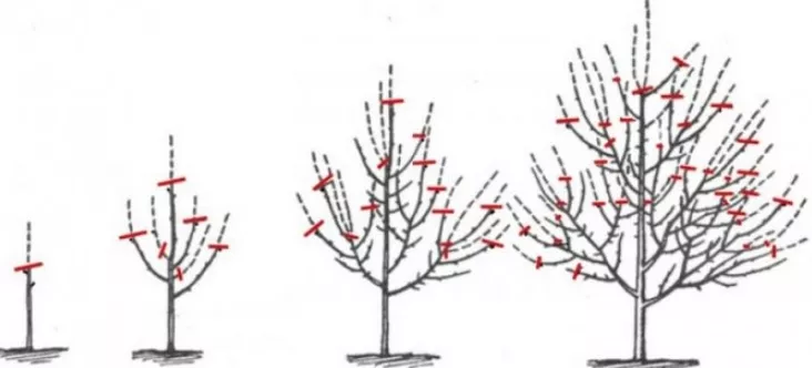 Черешня: выращивание в саду птичьей вишни