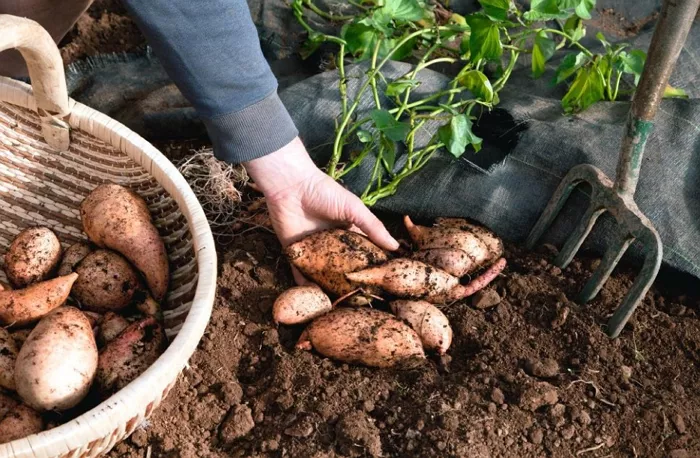 Батат – секреты выращивания сладкого картофеля
