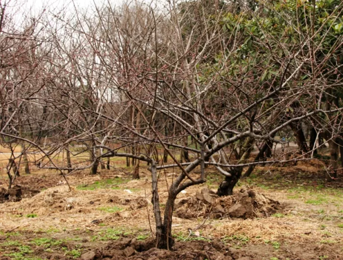 Черешня: выращивание в саду птичьей вишни