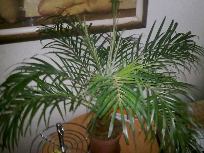 Как посадить и вырастить финиковую пальму из косточки в домашних условиях