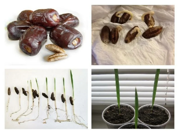 Как посадить и вырастить финиковую пальму из косточки в домашних условиях
