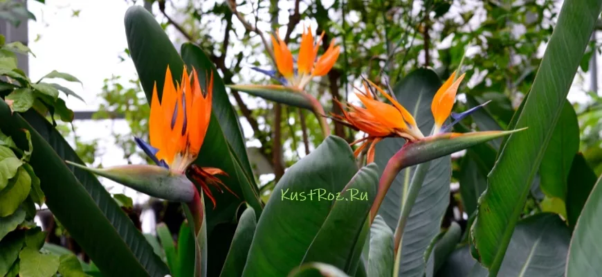 Стрелиция – цветок с красотой райской птицы