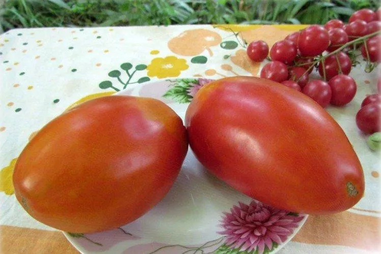20 лучших сортов томатов, устойчивых к плесени