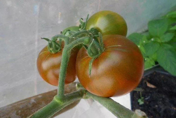 20 лучших сортов томатов, устойчивых к плесени