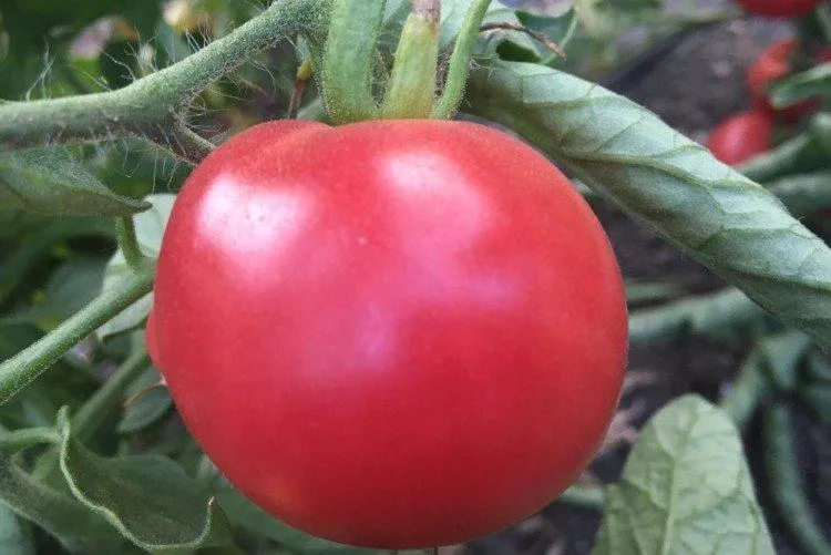 20 лучших жаропрочных и засухоустойчивых сортов томатов - фото и названия
