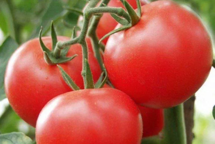 20 лучших жаропрочных и засухоустойчивых сортов томатов - фото и названия