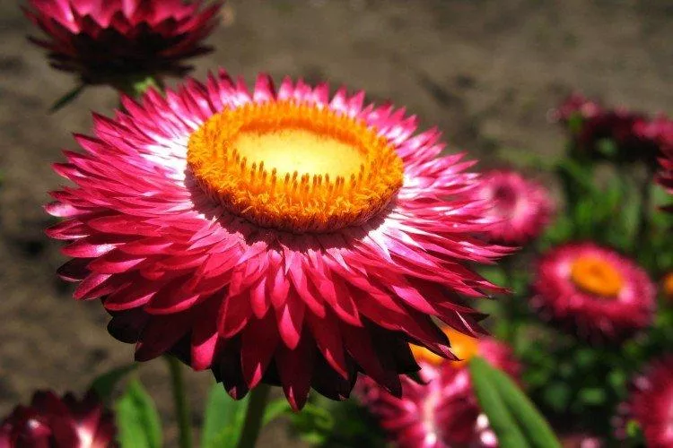 Гелихризум (50 фото) - виды, посадка и правильный уход за цветами