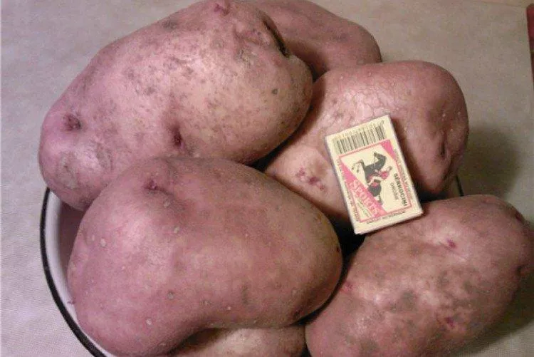 Лучшие сорта картофеля - фото, названия и описания (каталог)