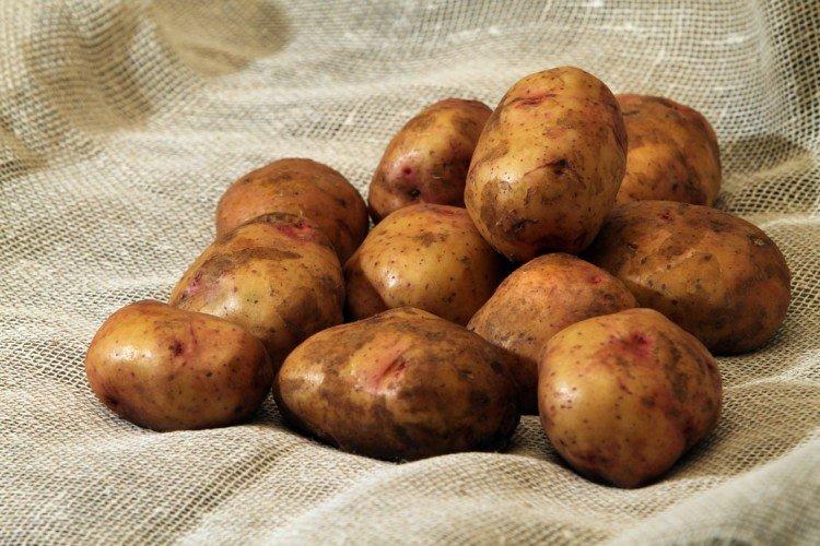 Лучшие сорта картофеля - фото, названия и описания (каталог)