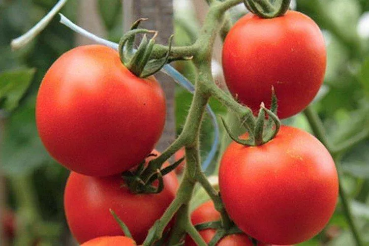 Лучшие сорта томатов для теплицы: фото, названия и описание (каталог)