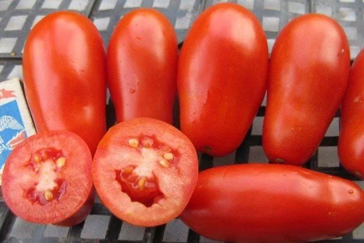 Лучшие сорта томатов для теплицы: фото, названия и описание (каталог)