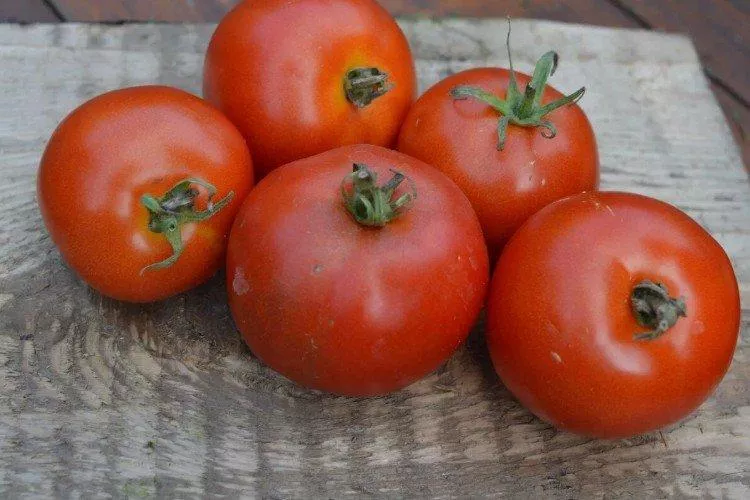 Самые урожайные сорта томатов: фото, названия и описание (каталог)