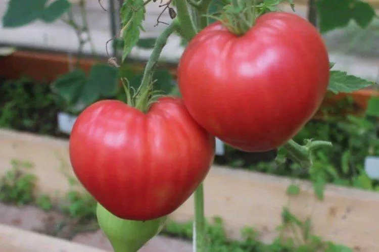 Самые урожайные сорта томатов: фото, названия и описание (каталог)