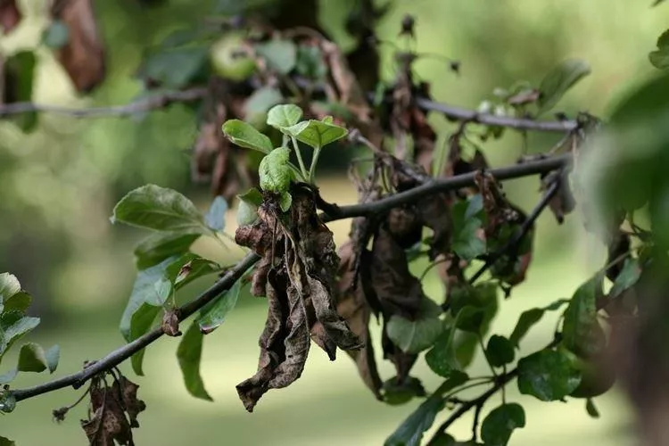 Болезни листьев груши: описание с фото и методы лечения