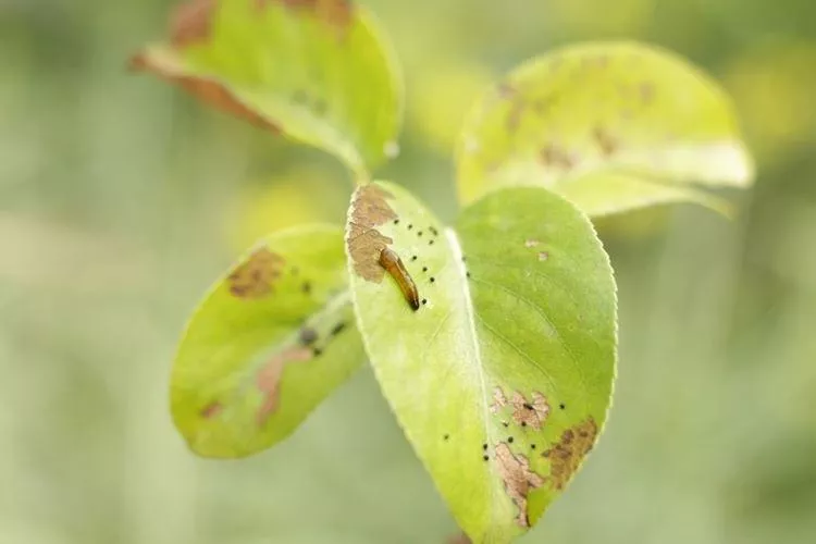 Болезни листьев груши: описание с фото и методы лечения