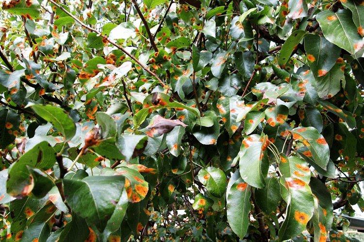 Болезни листьев яблони: описание с фото и способы лечения