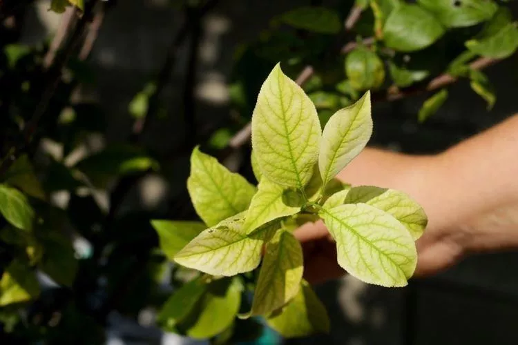 Болезни листьев яблони: описание с фото и способы лечения