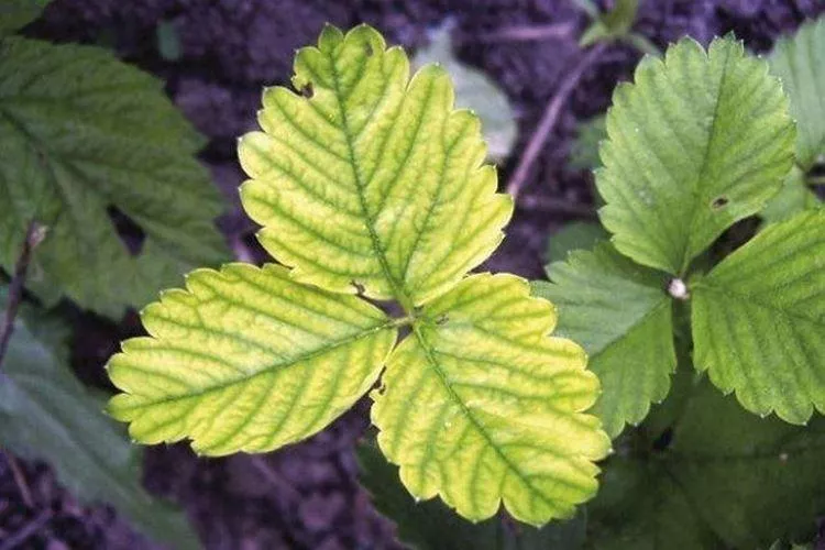 Болезни листьев земляники: описание с фото и способы лечения