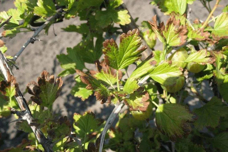Болезни листьев крыжовника: описание с фото и способы лечения