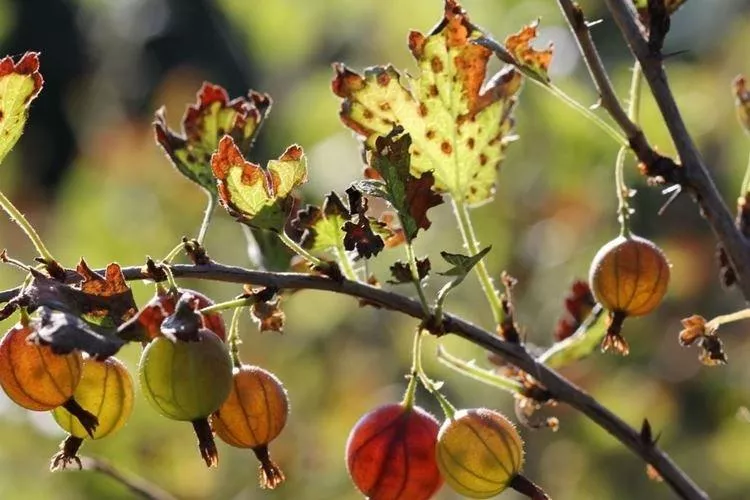 Болезни листьев крыжовника: описание с фото и способы лечения
