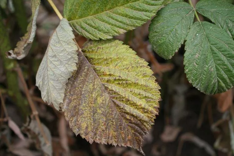 Болезни листьев малины: описание с фото и методы лечения